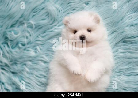 Cucciolo bianco della Pomerania adagiato sul retro, vista dall'alto Foto Stock