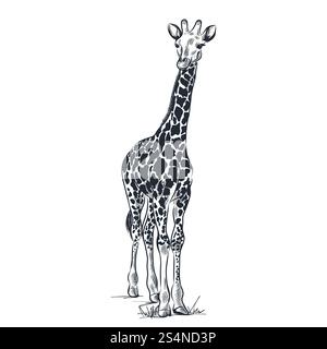 Disegno della giraffa. Illustrazione dello schizzo vettoriale isolata su sfondo bianco. Stampa alla moda o elemento di design per poster. Illustrazione Vettoriale