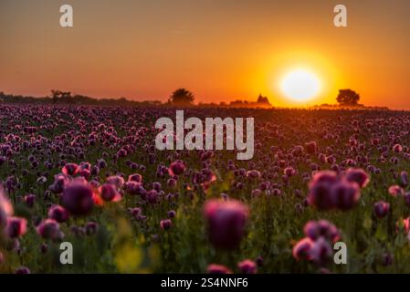 Tramonto sul campo del papavero viola in Slovenia Foto Stock