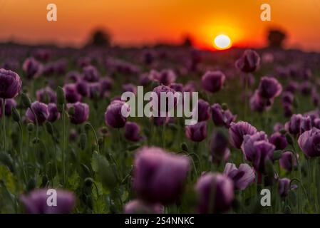 Tramonto sul campo del papavero viola in Slovenia Foto Stock