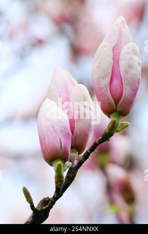Grossi boccioli di fiori di magnolia-tree (su blossom tree background). Composite foto macro con notevole profondità di nitidezza. Foto Stock