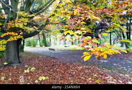 Autunno faggio ramoscello e il sentiero del parco dietro Foto Stock