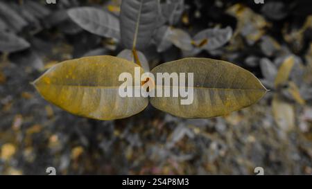 Primo piano di due grandi foglie con un piccolo bocciolo rosso al centro, circondato da fogliame sfocato. Le lamelle vengono visualizzate in modo prominente con un selettivo Foto Stock