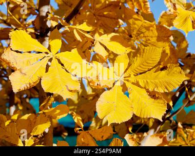 Foglie di giallo del cavallo di castagno nella soleggiata giornata autunnale close up Foto Stock