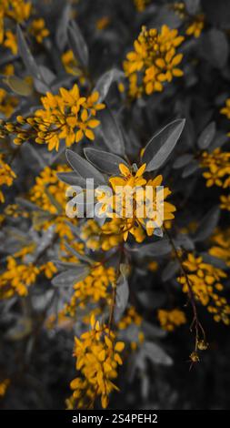 Un primo piano di vivaci fiori gialli con foglie grigie che creano un contrasto sorprendente. Foto Stock