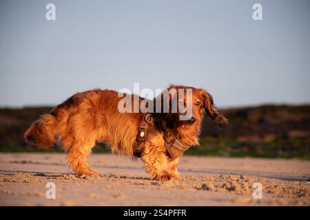 Dachshund sulla spiaggia di northumberland Foto Stock