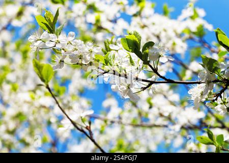 Rametto di fiori di ciliegio e bianco fiori di ciliegio nella soleggiata giornata di primavera Foto Stock