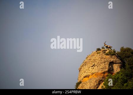 Stambecco iberico, Montserrat, Catalogna Foto Stock