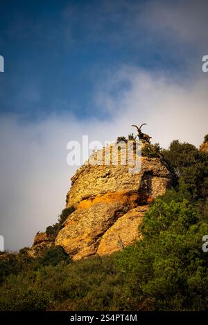 Stambecco iberico, Montserrat, Catalogna Foto Stock