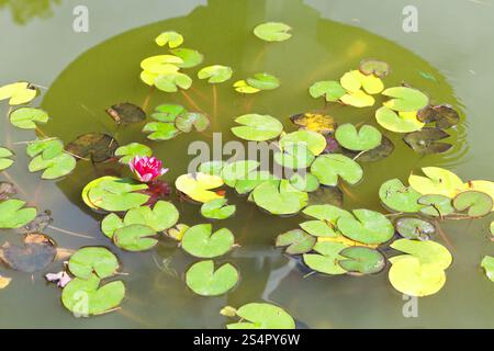 Acqua di rosa lily pianta con foglie verdi in stagno in in Nikitsky Giardino Botanico, Crimea Foto Stock