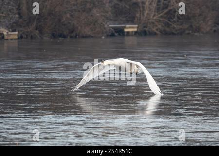 Cigno muta selvaggio del Regno Unito (Cygnus olor) che vola isolato attraverso una piscina o un lago ghiacciati in inverno con le ali sparse. Foto Stock