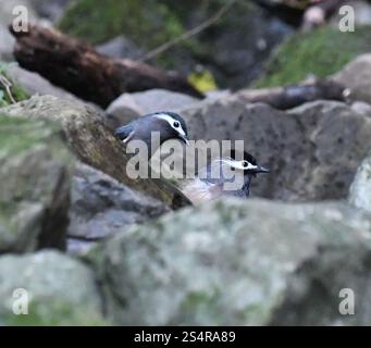 Sibia dalle orecchie bianche (eterofasia auricularis) Foto Stock