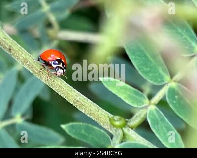 Pulitissima Lady Beetle (Cycloneda sanguinea) Foto Stock