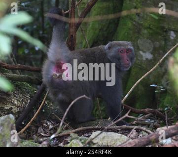 Formosan Rock Macaque (Macaca ciclopis) Foto Stock