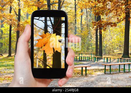Concetto di viaggio - turistica prendendo foto di Foglia di acero in autunno parco urbano sul gadget mobile Foto Stock