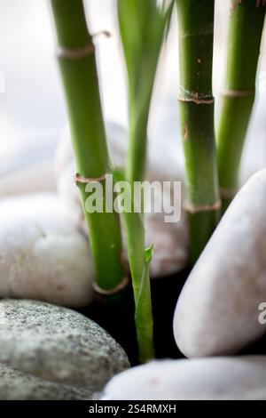 Primo piano di crescita di germogli di bambù e pietre bianche Foto Stock