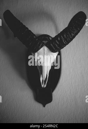 Closeup foto in bianco e nero di muflone cranio appeso alla parete Foto Stock