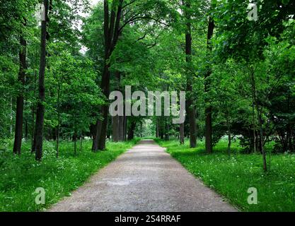 Path Lane nella splendida foresta estiva Foto Stock