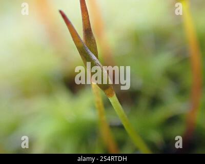 Muschio a vite di sabbia (Syntrichia ruraliformis) Foto Stock