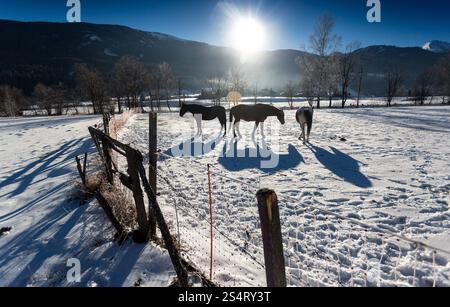 Tre bellissimi cavalli al paddock esterni nel giorno nevoso Foto Stock