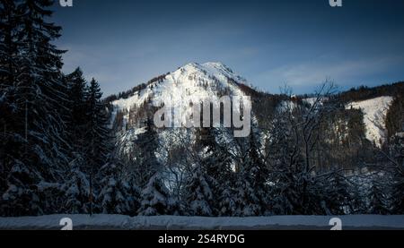 Paesaggio della vecchia foresta scura che crescono su alte Alpi austriache Foto Stock