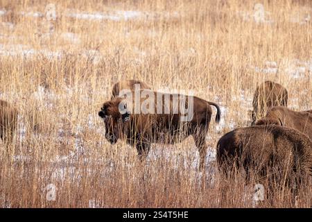 Bisonte americano in erba alta in inverno Foto Stock