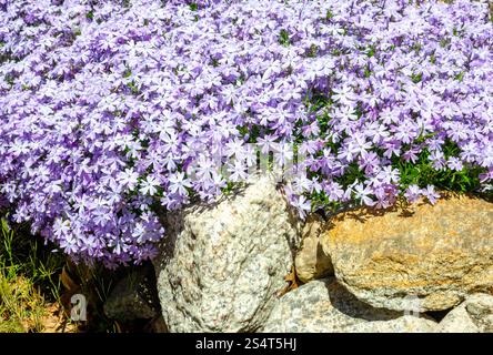 Fioritura strisciante Phlox stolonifera in giardino con pareti rocciose Foto Stock