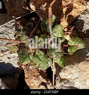 Little Desert Trumpet (Eriogonum trichope) Foto Stock