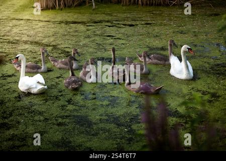 Due bellissimi cigni bianchi cygnets protezione durante il nuoto sul lago Foto Stock