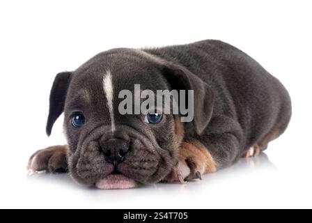 un cucciolo di bulldog francese di fronte a sfondo bianco Foto Stock