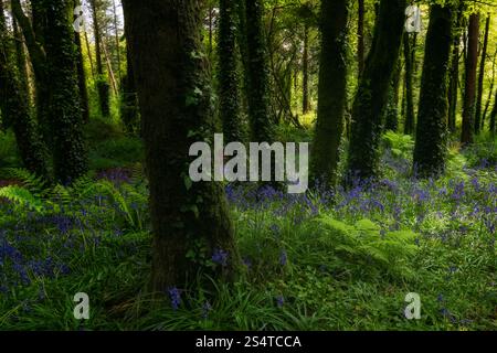 Foresta verde con campanelli in fiore sotto la luce del sole, vicino a alberi fitti in un'atmosfera primaverile. Foto Stock