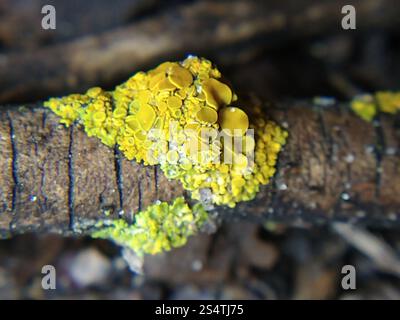 Sunburst Lichen con cuscinetto a spillo (Polycauliona polycarpa) Foto Stock
