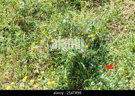 Papaveri selvatici e fiori di tarassaco in Sicilia montagna in primavera Foto Stock