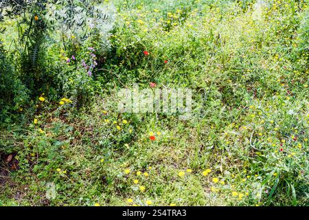 Papaveri selvatici e il tarassaco fiori sul prato in Sicilia montagna in primavera Foto Stock