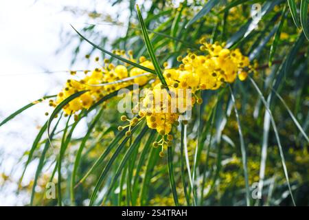 Fiori gialli di mimosa tree (Acacia pycnantha, golden graticcio) chiudere fino a primavera, Sicilia Foto Stock
