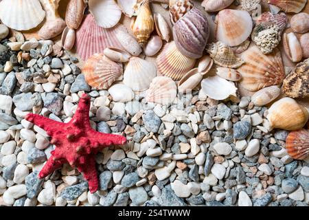 Texture di conchiglie e red starfish giacente sulla riva del mare Foto Stock