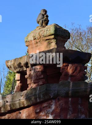 Un paio di babbuini Hamadryas arroccati su un pilastro alto allo zoo di Paignton. Foto Stock