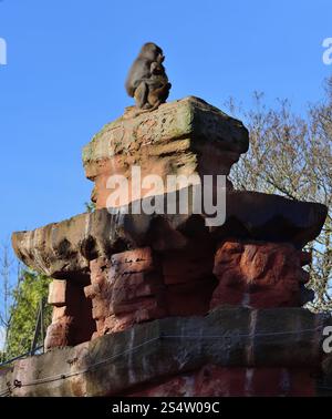 Un paio di babbuini Hamadryas arroccati su un pilastro alto allo zoo di Paignton. Foto Stock