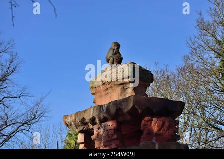 Un paio di babbuini Hamadryas arroccati su un pilastro alto allo zoo di Paignton. Foto Stock