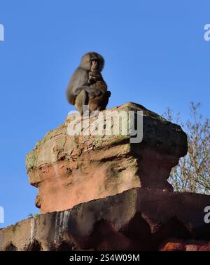 Un paio di babbuini Hamadryas arroccati su un pilastro alto allo zoo di Paignton. Foto Stock