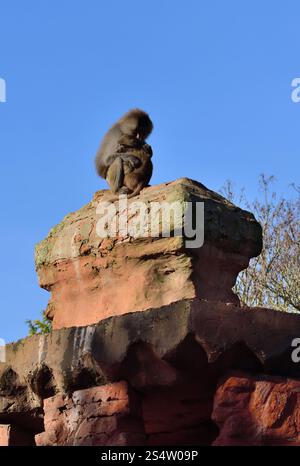 Un paio di babbuini Hamadryas arroccati su un pilastro alto allo zoo di Paignton. Foto Stock