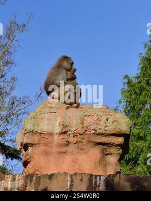 Un paio di babbuini Hamadryas arroccati su un pilastro alto allo zoo di Paignton. Foto Stock