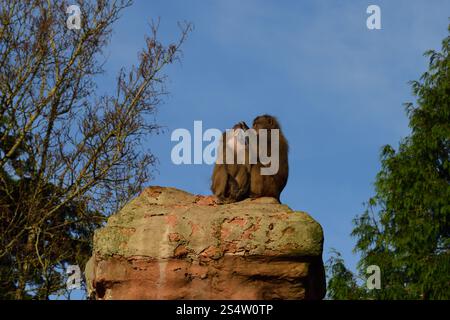 Un paio di babbuini Hamadryas arroccati su un pilastro alto allo zoo di Paignton. Foto Stock