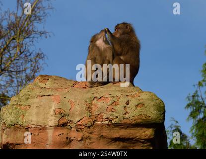 Un paio di babbuini Hamadryas arroccati su un pilastro alto allo zoo di Paignton. Foto Stock