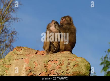 Un paio di babbuini Hamadryas arroccati su un pilastro alto allo zoo di Paignton. Foto Stock