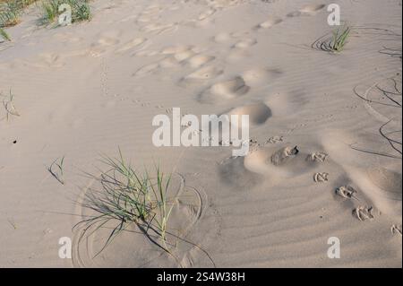 Impronte di un gabbiano sulla spiaggia sabbiosa, con dune erbose Foto Stock