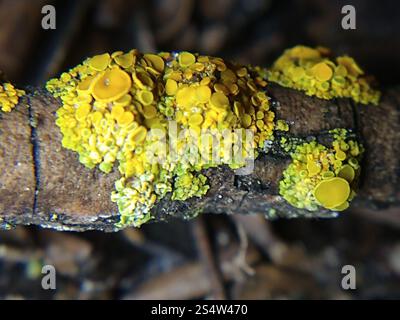 Sunburst Lichen con cuscinetto a spillo (Polycauliona polycarpa) Foto Stock