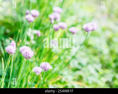 Sfondo naturale con fiori di colore rosa di erba cipollina cantato sul verde prato estivo Foto Stock
