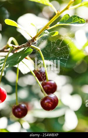 Ragnatela e poche ripe rosso ciliegia su albero in giorno di estate Foto Stock