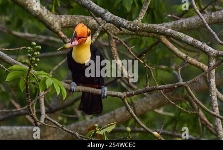 Bellissimo uccello Toucan con vivace becco arancione che riposa su un ramo di albero mangiando boccioli di fiori rosa in una foresta pluviale verde panoramica. Foto Stock